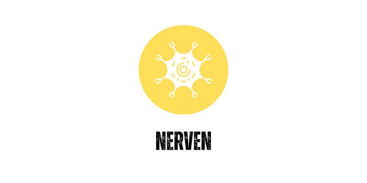 Nerven