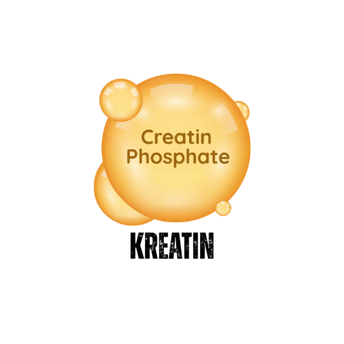 ⚡ Kreatin